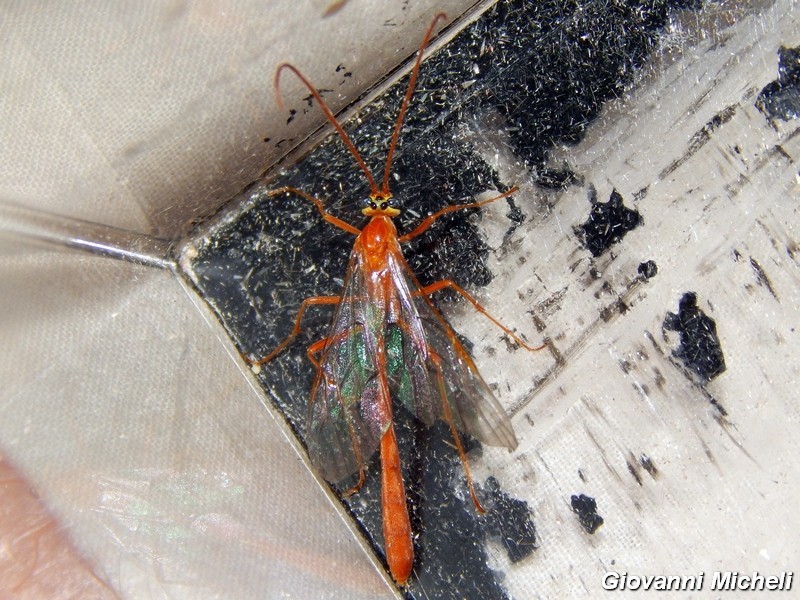 Enicospilus sp., Ichneumonidae